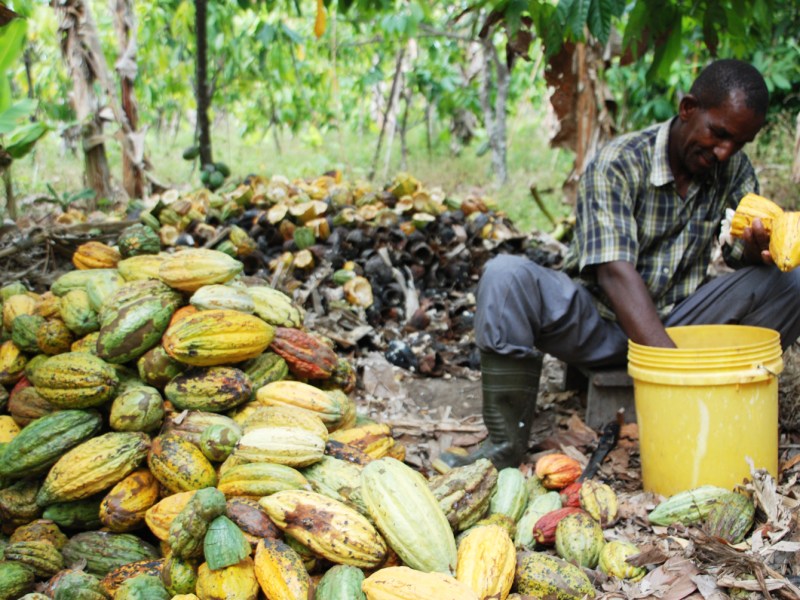African cacao farmer