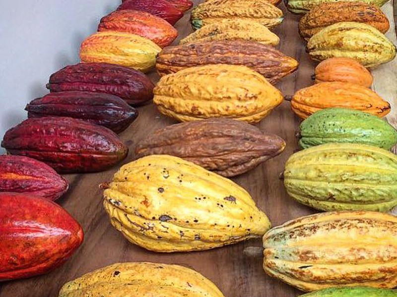 Colorful cacao pods